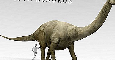 Brontosaurus Fakten: Ausgestorbene Tiere Der Welt