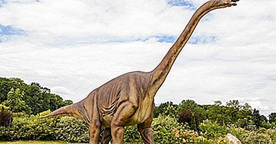 Fatos Do Diplodocus: Animais Extintos Do Mundo