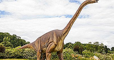 Diplodocus Faits: Animaux Éteints Du Monde