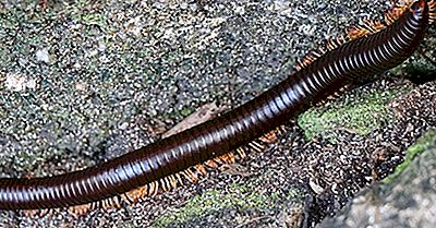 Millipede Feiten - Animals Of The World