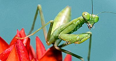 Rugăciune Mantis Fapte - Animale Ale Lumii
