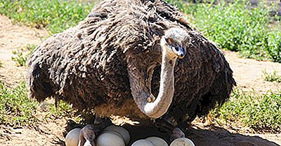 Quel Oiseau Dépose Le Plus Gros Oeuf?