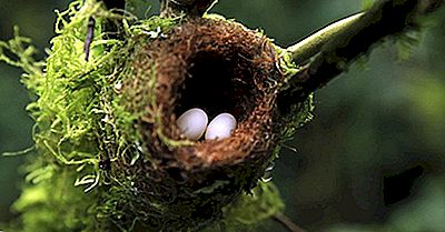 ¿Qué Pájaro Pone El Huevo Más Pequeño?