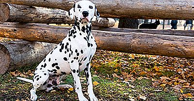 Pourquoi Les Dalmatiens Étaient-Ils Utilisés Par Les Casernes De Pompiers?