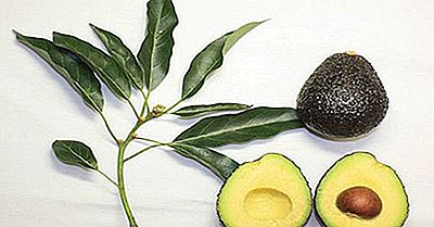 De Grootste Avocado Producerende Landen Ter Wereld