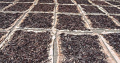 Die Führenden Länder In Der Vanille-Produktion In Der Welt