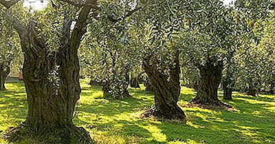 Principali Paesi Produttori Di Olive