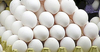 Top 15 Exportadores De Huevos En Shell