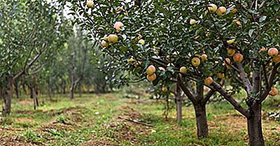 Principaux Pays Producteurs De Pommes Dans Le Monde