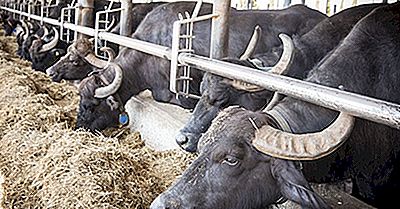 Top Büffelmilch Produzierende Länder Der Welt