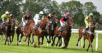 Migliori Esportatori Di Cavalli Ed Equini