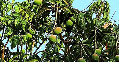 De Øverste Mangoproducerende Lande I Verden