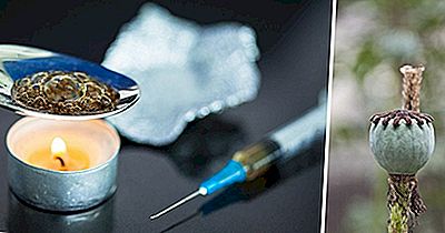 De Beste Opium Poppy Produserende Landene