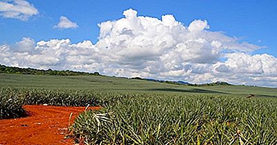 I Principali Paesi Produttori Di Ananas