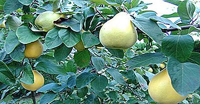 Die Top Quince Produzierenden Nationen Der Welt