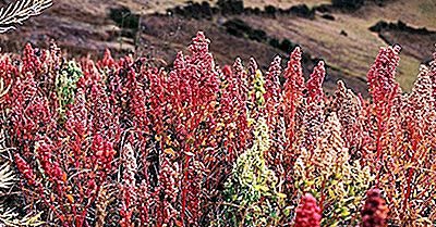 Top Quinoa Producerande Länder I Världen