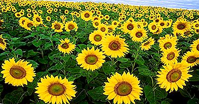 Cele Mai Importante Țări Producătoare De Semințe De Floarea-Soarelui Din Lume