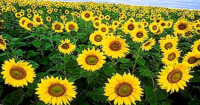 I Principali Paesi Produttori Di Semi Di Girasole Nel Mondo