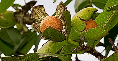 De Top Walnut Producerende Landen Van De Wereld