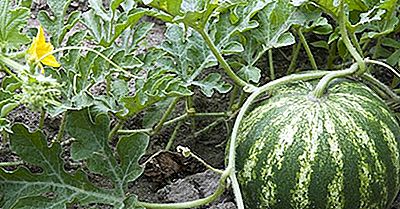 Top Wassermelonen Produzierenden Ländern Der Welt