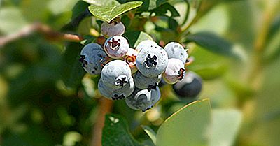 Wo Werden Blaubeeren Angebaut?