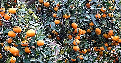 Waar Worden Clementines Gekweekt?