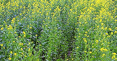 Onde O Brócolis E A Couve-Flor São Cultivados?