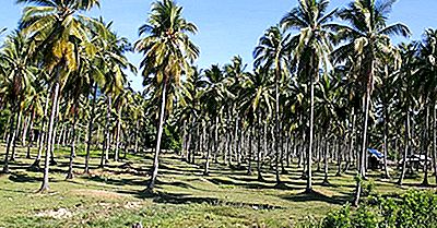 Los Líderes Mundiales En La Producción De Coco