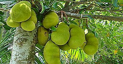 Verdensledere I Jackfruit Production
