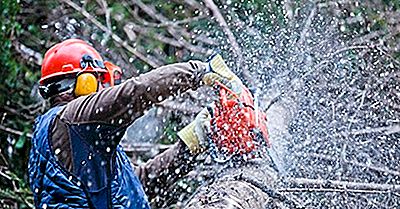 Leaders Mondiaux Dans Les Exportations De Produits En Bois