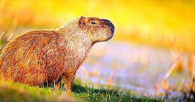 10 Erstaunliche Capybara Fakten