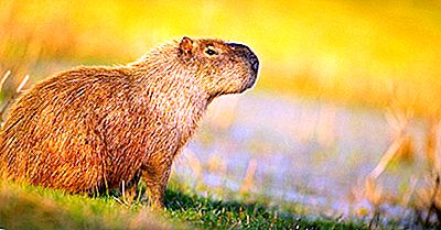 10 Fatos Surpreendentes De Capivara