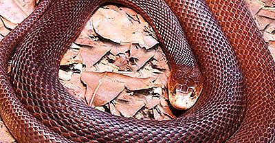 10 Serpentes Mortais Da Austrália