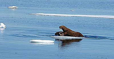 10 Fatos Importantes Relacionados Com O Mar De Chukchi