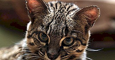 10 Minder Bekende Wilde Katten