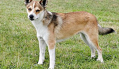 Schwedischer vallhund