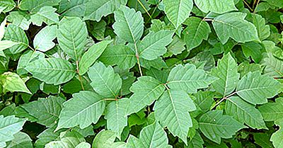 10 Giftige Planter Funnet I Canada