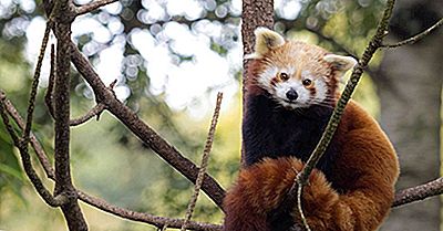 Cele 10 Parcuri Naționale Spectaculoase, Sanctuare Și Rezerve Naturale Din Bhutan