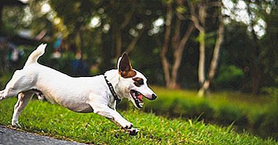 As 15 Raças De Cães Mais Rápidas