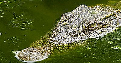 Die 7 Arten Von Crocodilians Am Rande Des Aussterbens