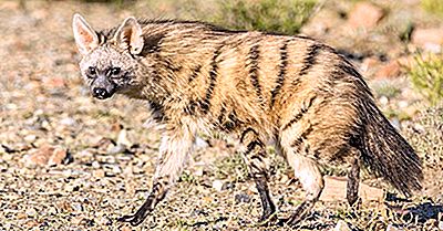 Hechos De Aardwolf - Animales De África