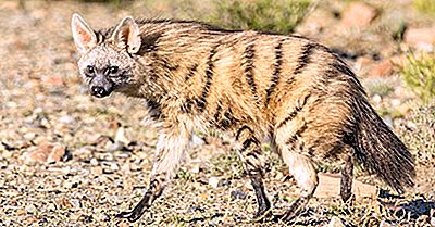 Aardwolf Fakta - Dyr I Afrika