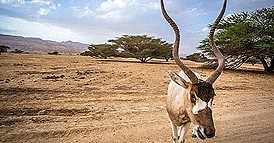 Addax-Antilopen - Dieren Van De Sahara-Woestijn