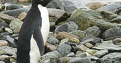 Adelie Penguin Fakta: Antarktis Dyr