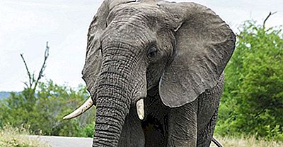 Afrikanischer Elefant Fakten: Tiere Afrikas