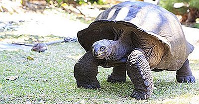 Aldabra Atoll, Seychellene