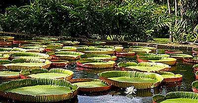 Verbazingwekkende Feiten Over De Victoria Amazonica