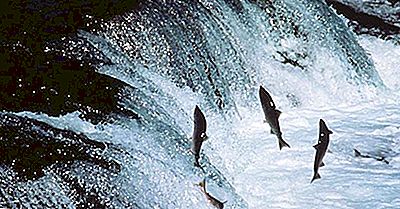 Amazing Natural Phenomena: The Great Salmon Run