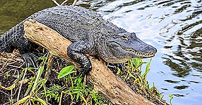 https://www.ripleybelieves.com/img/environment-2018/american-alligator-facts-animals-of-north-america.jpg