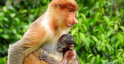 Animalele Din Borneo